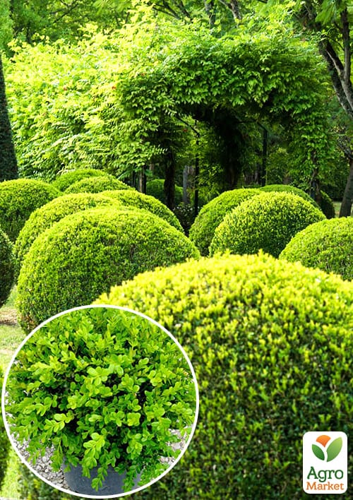 

Самшит вечнозеленый Таинственная красота (Buxus sempervirens)