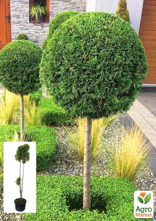 

Туя западная на штамбе «Smaragd» С-5, высота 80-110см