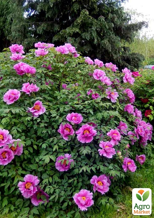 

Пион древовидный Rosea P9