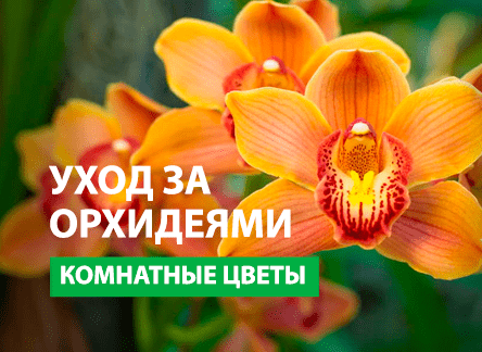 Уход за орхидеями: основные моменты