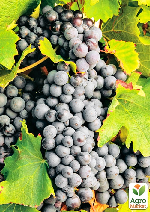 

Виноград Чорний Лікар (винний сорт)