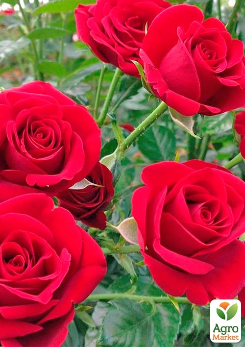 

Троянда чайно-гібридна Гранд Гала (саджанець класу АА +) вищий сорт