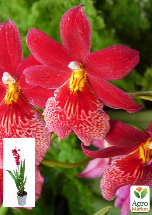 Орхидея Камбрия "Burrageara Nelly Isler" 1 саженец в упаковке (комнатный) Нидерланды