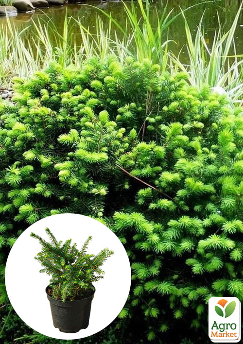 

Ялина сербська Karel (горщик P9)