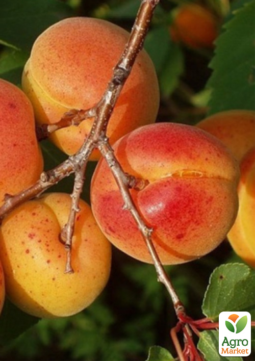 

Абрикос Сільвер Кіт (літній сорт, ранній термін дозрівання)