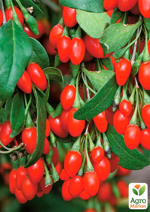 

Годжі Делікат (перехресне запилення, садити по 2 шт)