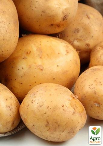 

Картопля Сагітта насіннєва середньорання (1 репродукція) 1кг