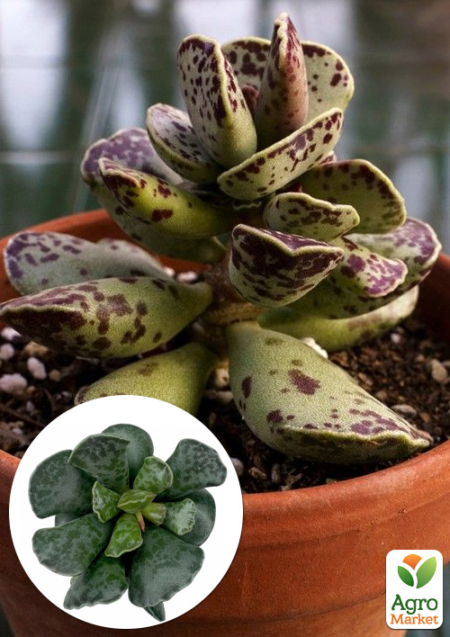 

Адроміскус Купера (adromischus cooperi)