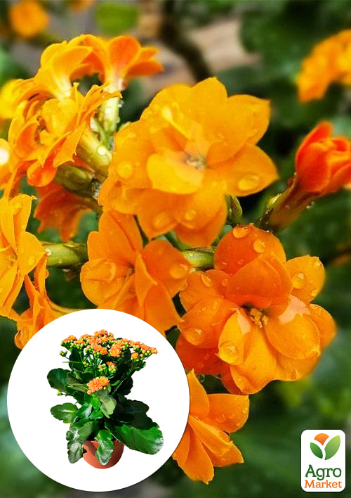 

Каланхоэ Блоссфельда Orange (Kalanchoe Blossfeldiana) (Нидерланды)