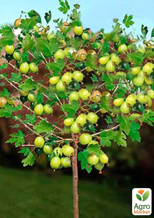 

Штамбовый крыжовник Малахит (среднеранний срок созревания)