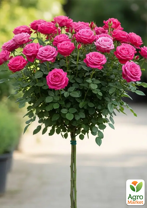 

Троянда штамбова Помпонелла (Pomponella) (саджанець класу АА+)