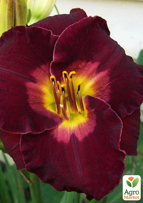 

Лилейник Black jack Cherry 1шт в упаковке NEW