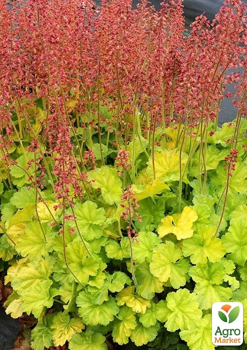 

Гейхера (Heuchera) Northern Exposure Lime С1 (висота 15-30см)