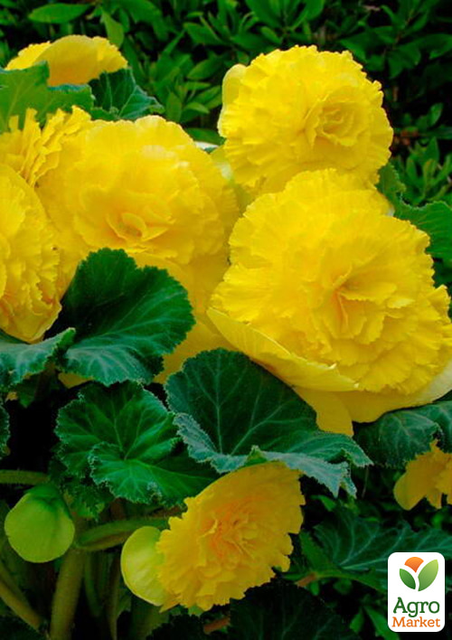 

Бегонія Амерігібрид F1 rufled yellow ТМ Професійне насіння 100шт