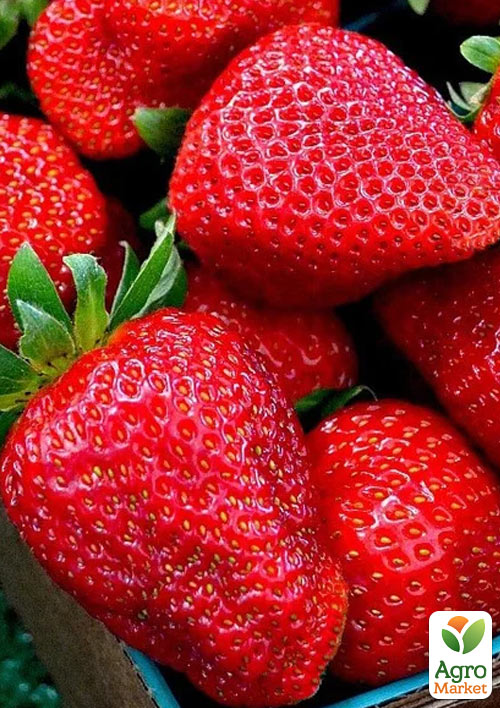 

Полуниця Гармонія (Harmony) 5шт (ранній, ремонтантний, великоплідний сорт)