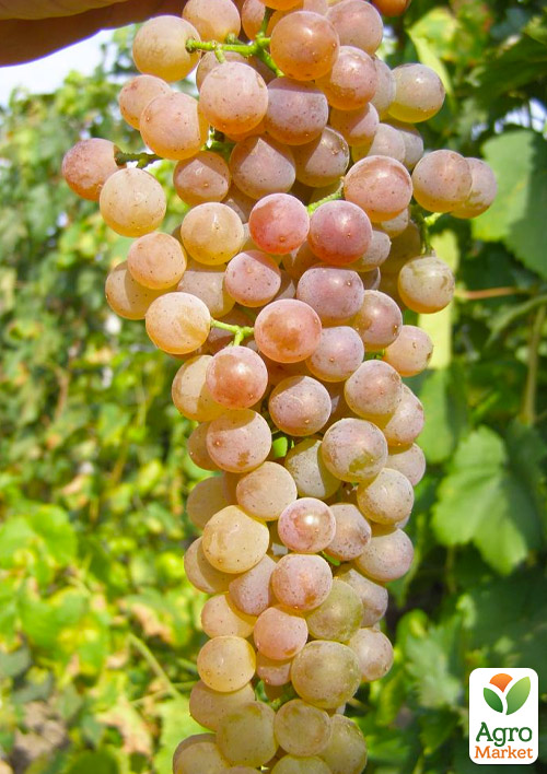 

Виноград Пифос (винный сорт, средний срок созревания)