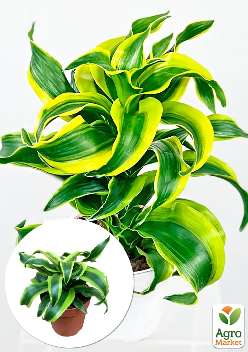 

LMTD Драцена Tornado (висота 20-30см)