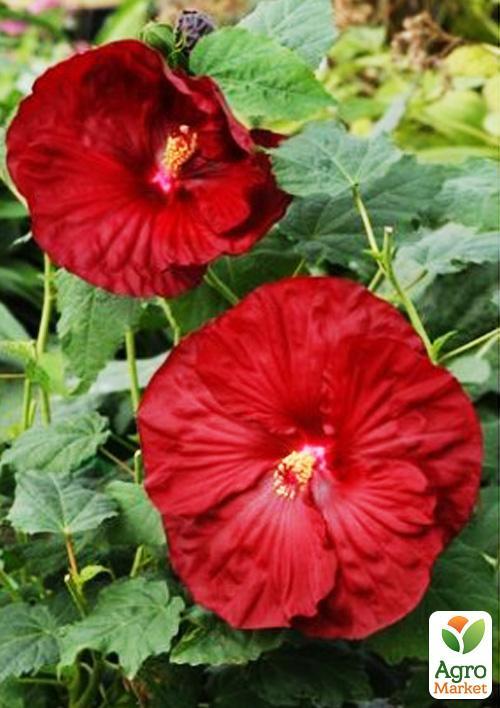 

Гібіскус трав'янистий Бордовий