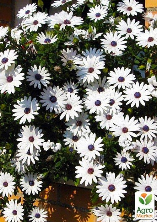 

Остеоспермум ампельный "Erato Basket White" (контейнер № 10, высота 10-20 см)