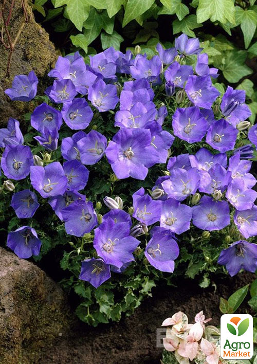 

Кампанула Carillon Blue