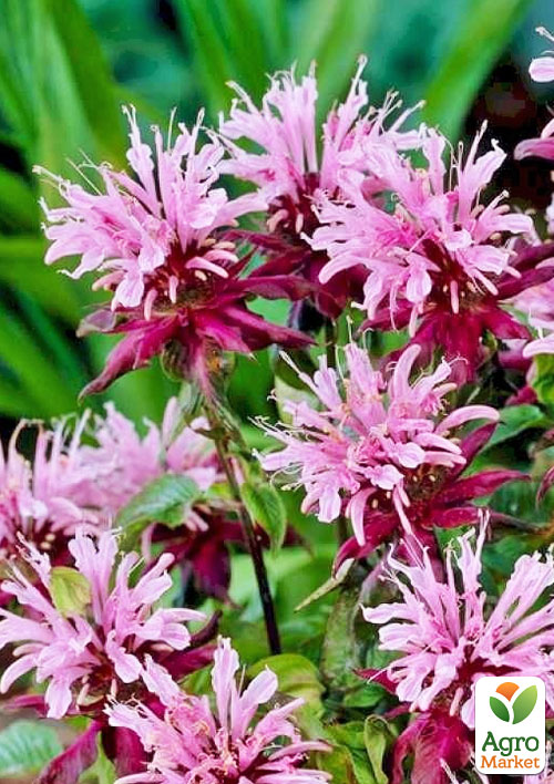 

Бергамот (Монарда) лимонна Beauty of Cobham