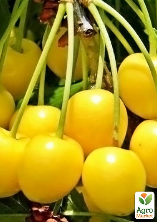 

Вишня жовта (узкопірамідальна) 1 саджанець в упаковці