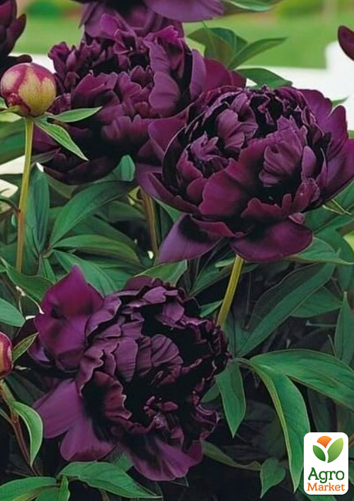 

Півонія деревоподібна «Hei Bao» (Китай, саджанець 2 роки)