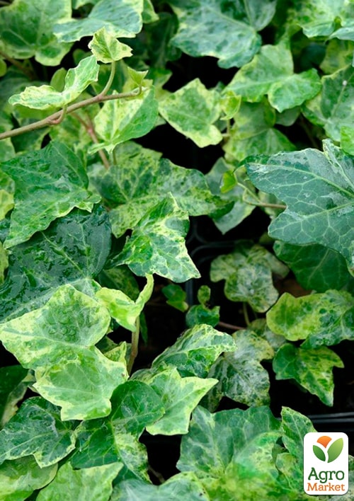 

Плющ ряболистий Marmorata контейнер Р9