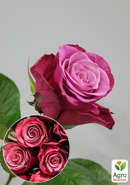 

Троянда чайно-гібридна Принц Персії (саджанець класу АА+) вищий сорт