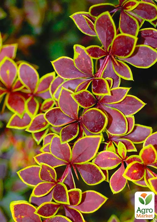 

Барбарис Тунберга Голден Ринг (Golden Ring)