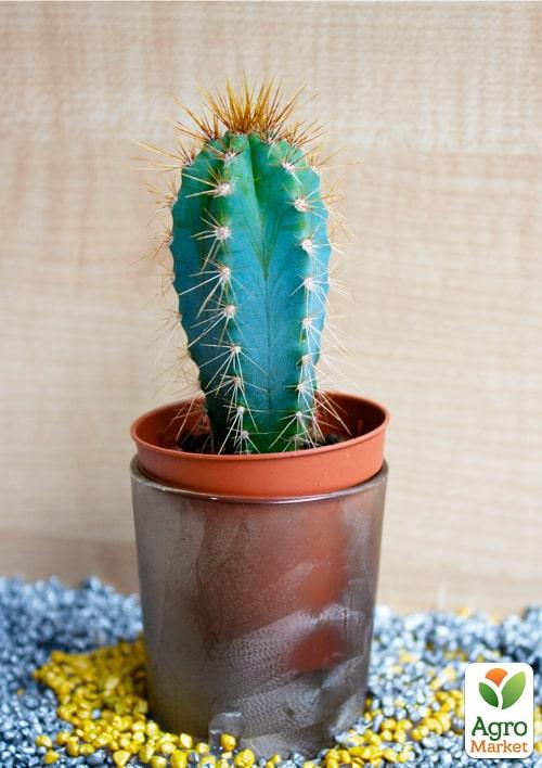 

Кактус Пилозоцереус (Pilosocereus azureus) (Нидерланды)