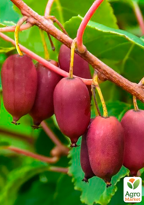 

Актинідія 3-річна аргута Ананасова (міні-ківі, морозостійкий сорт) вазон С3, висота 60-100см