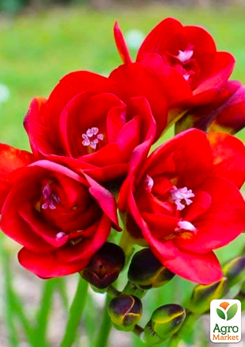 

Фрезія махрова Red 5шт в упаковці