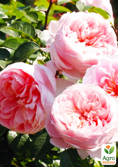 

Роза английская Вайлдив (саженец класса АА+) высший сорт