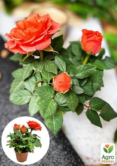 

Роза Миниатюрная (комнатная) "Sparkle Coral" (Нидерланды)