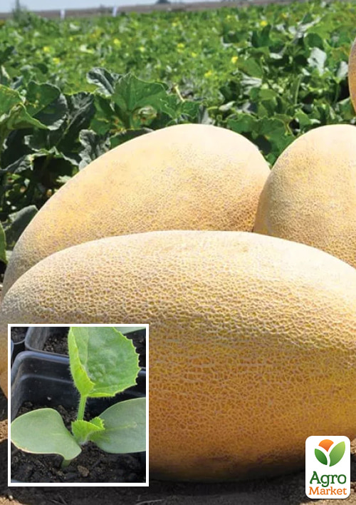 

Розсада Диня «Раймонд F1» (фермерське вирощування)