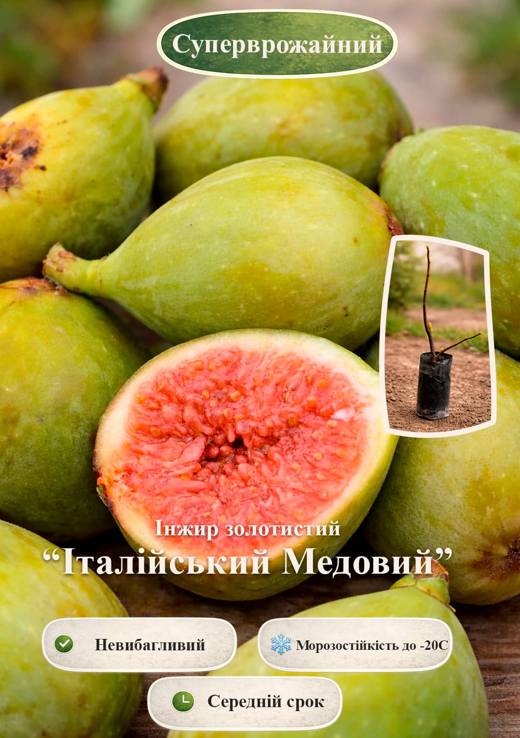 

Ексклюзив! Інжир золотистий Італійський Медовий (Lattarula) (преміальний вишуканий сорт)