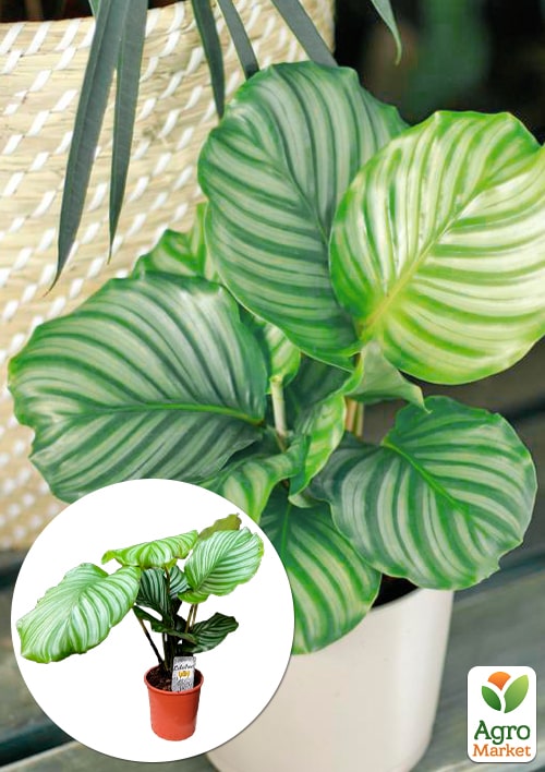 

Калатея крупнолистная Orbifolia (40-50см)