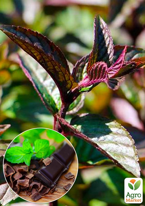 

М'ята Шоколадна Mentha Chocolate (контейнер Р9)