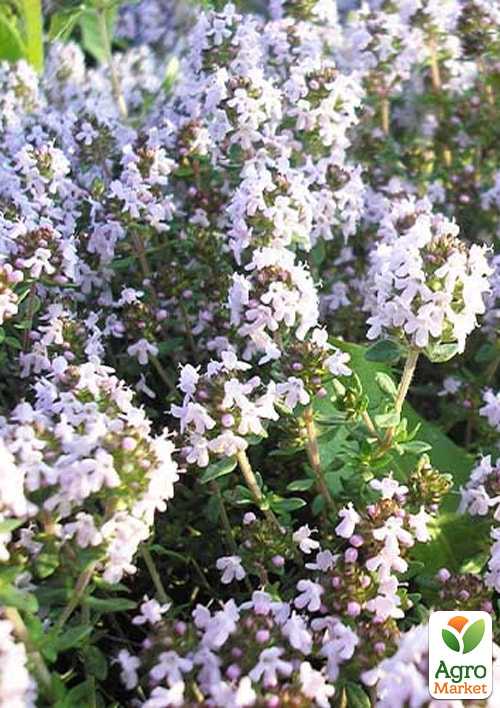 

Чебрець Compactus (компактний кущик, що рівномірно росте)