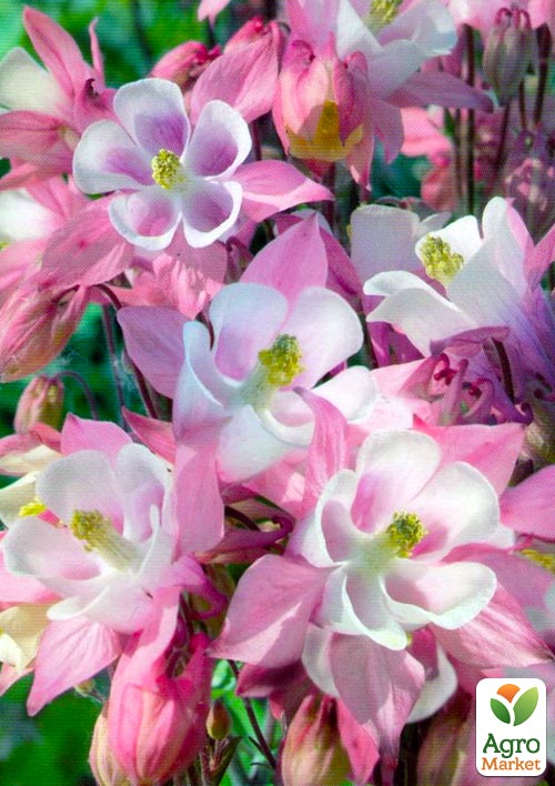 

Аквілегія Biedermeier 1шт в упаковці