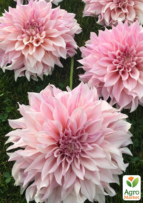 

Жоржина Cafe Au Lait Royal (гігантська квітка)