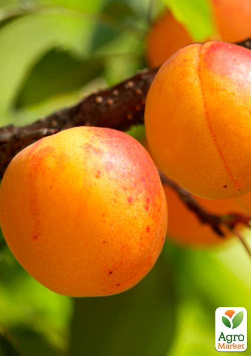 

Абрикос Сатурн (ранний срок созревания)