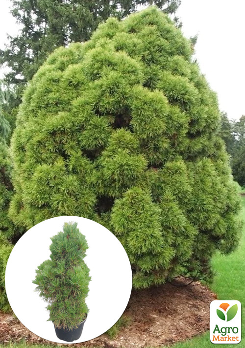 

Сосна звичайна Globosa Viridis (ком/сітка), діаметр 50-60см