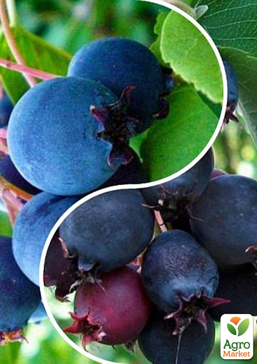 

Ирга, комплект из 2-х сортов Летний дождь (Summer rain) 2шт саженцев