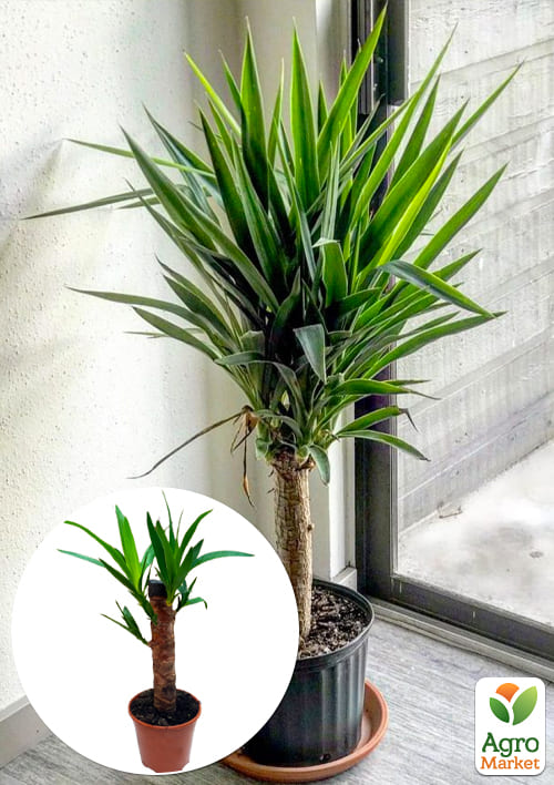 

LMTD Юкка на штамбі пальмовидна 3-х річна Yucca Treculeana (50-60см)