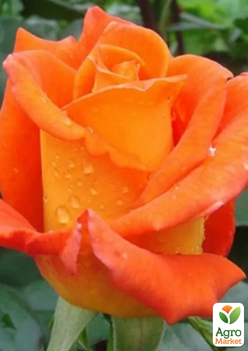 

Троянда чайно-гібридна Miracle (саджанець класу АА +) вищий сорт