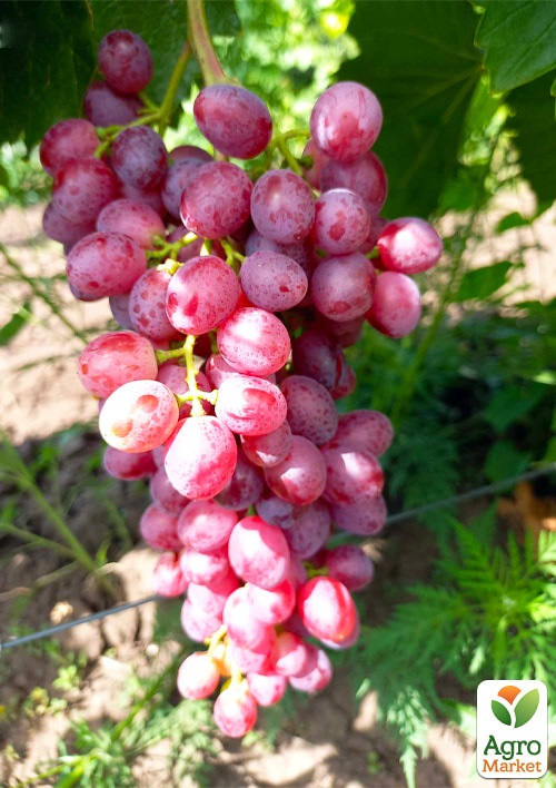

Виноград Аллегро (кишміш раннього терміну дозрівання)