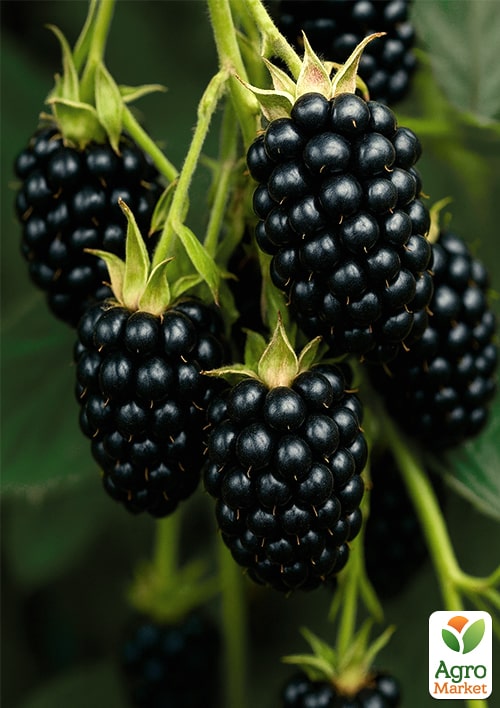 

Ожина Дойл (Doyle) (середній термін дозрівання)