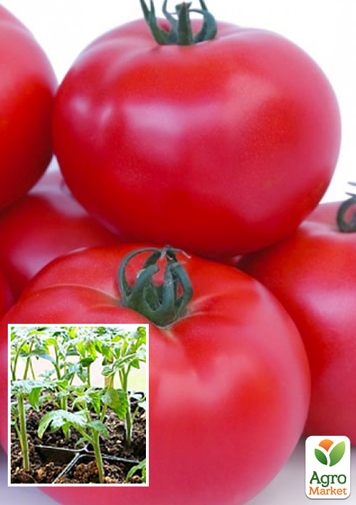 

Розсада Томат «Асано F1 (КС 38)» (фермерське вирощування), 1шт в упаковці